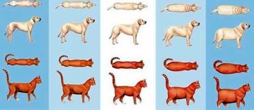 obesidade em cães e gatos