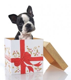 dog gift