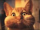 comprimido gato