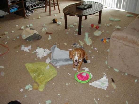 beagle destruicao