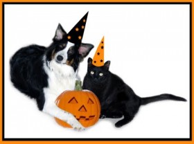 halloween cao e gato