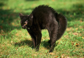 gato costas arqueadas