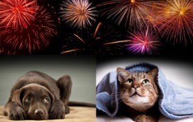 cat-dog-fireworks