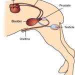 prostatic_disease_2009