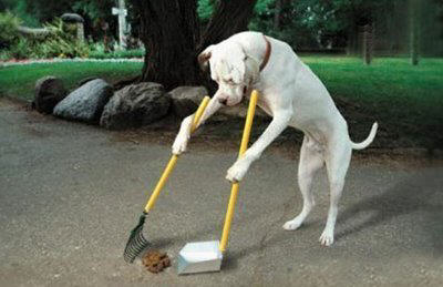 Cachorro trabalhando