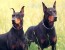 Doberman_Pinschers