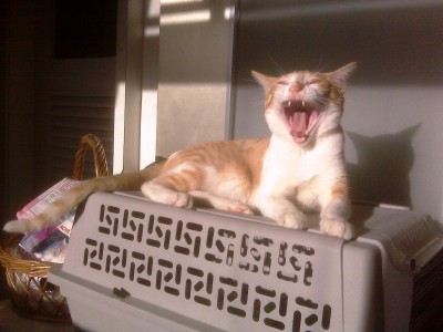 Samba de Susana Ericson