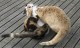 Cats Fighting Dirty