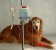 chemotherapy for dogs