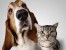 cão e gato