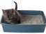 litter-box