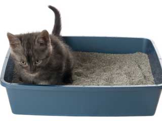 litter-box