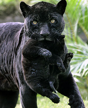 pantera carregando filhote