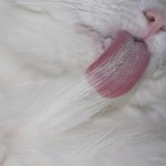 lingua gato